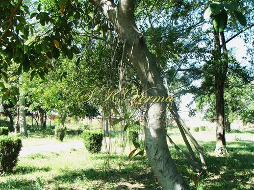  Aerial Roots